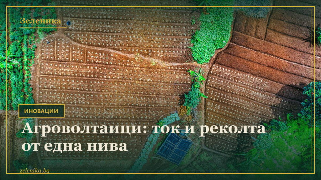 Агроволтаици: ток и реколта от една нива