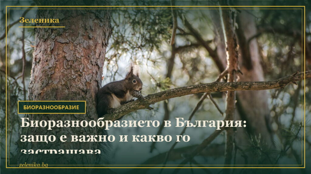 Биоразнообразието в България: защо е важно и какво го застрашава