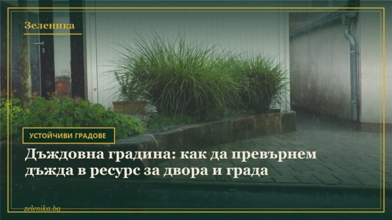 Дъждовна градина: как да превърнем дъжда в ресурс за двора и града
