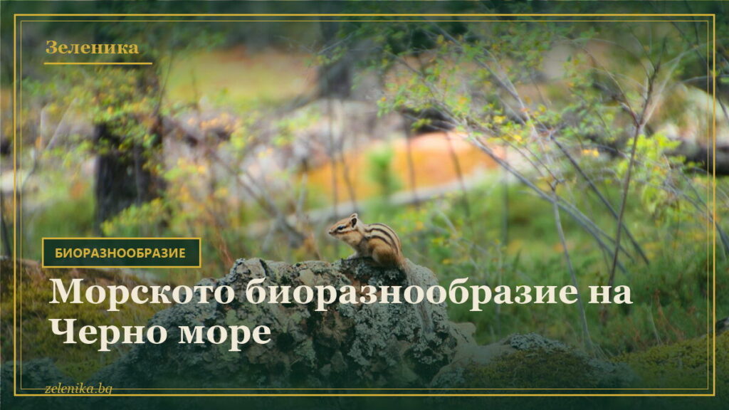 Морското биоразнообразие на Черно море