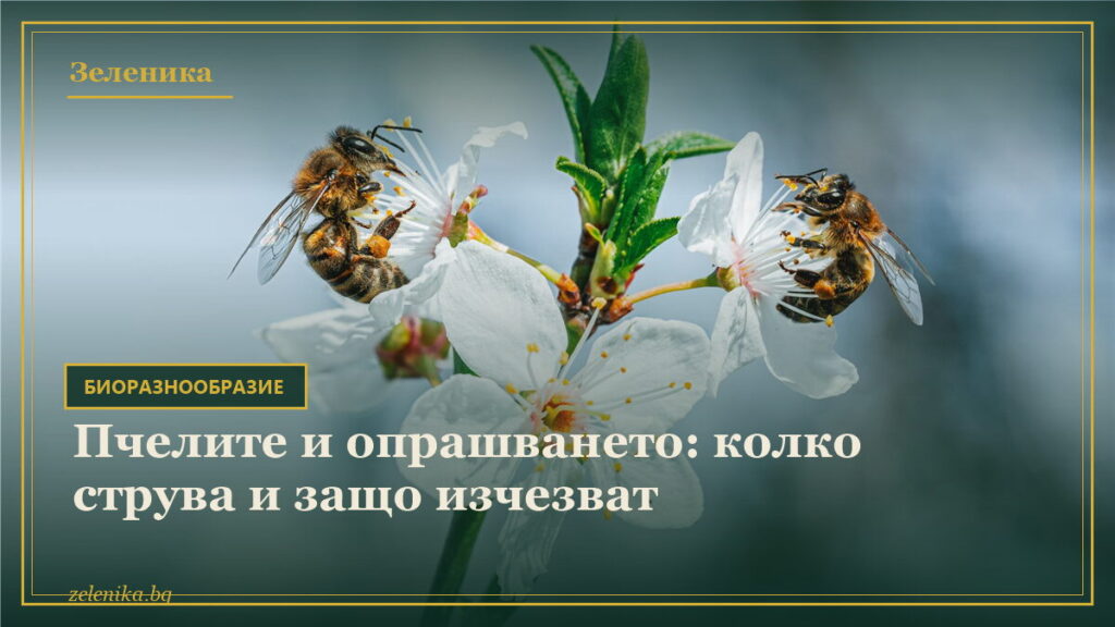 Пчелите и опрашването: колко струва и защо изчезват