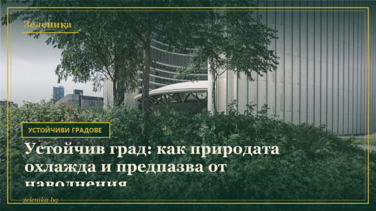 Устойчив град: как природата охлажда и предпазва от наводнения