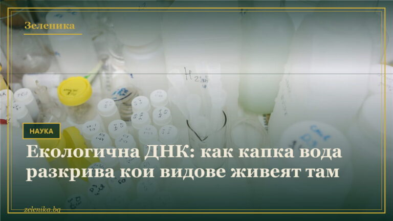 Екологична ДНК: как капка вода разкрива кои видове живеят там