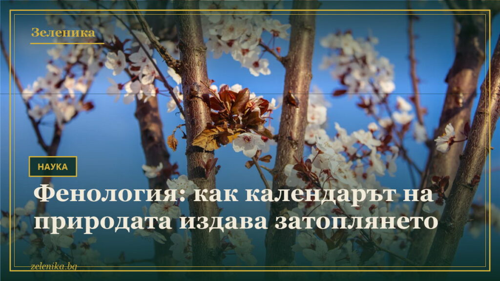 Фенология: как календарът на природата издава затоплянето