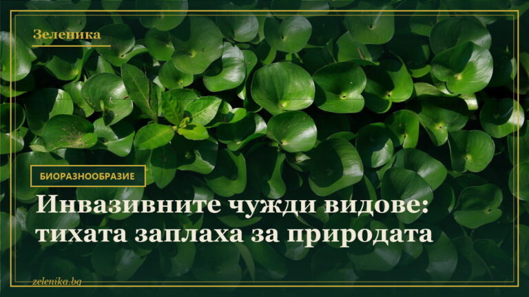 Инвазивните чужди видове: тихата заплаха за природата