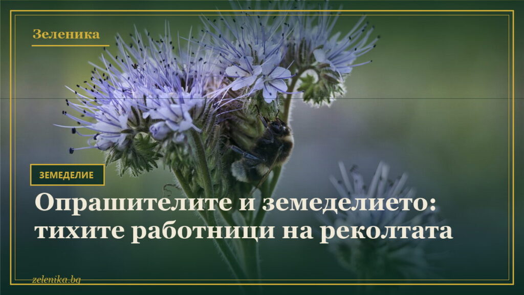 Опрашителите и земеделието: тихите работници на реколтата