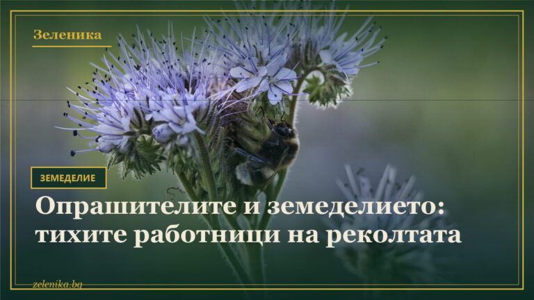 Опрашителите и земеделието: тихите работници на реколтата