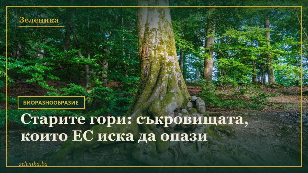 Старите гори: съкровищата, които ЕС иска да опази